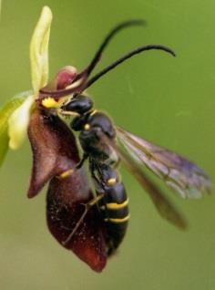 behaviorální, konstantnost chování opylovačů Ophrys apifera