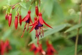 fusca X O. lutea = O.