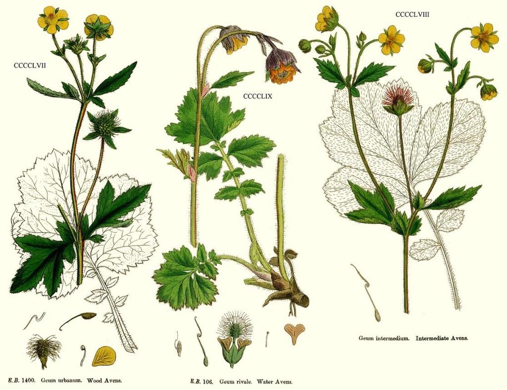 mechanismů Geum rivale, G.