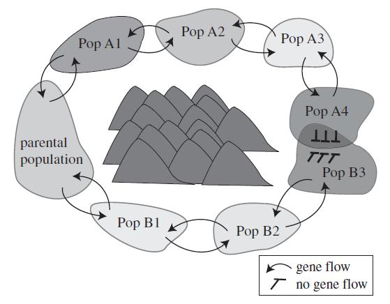 tithymaloides has