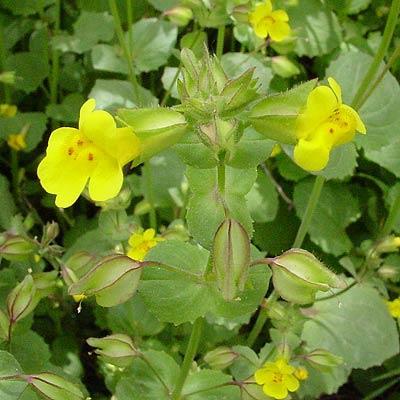Mimulus guttatus