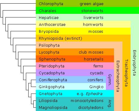 Kladistika je způsob klasifikace organismů, která je řadí v pořadí podle jejich větvení v evolučním stromu a nikoliv podle jejich morfologické podobnosti.