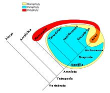 Taxonomie a fylogeneze První systematické uspořádání všech tehdy známých druhů organismů (rostlin a živočichů) vytvořil švédský biolog Carl Linné v díle Systema naturae (1735).