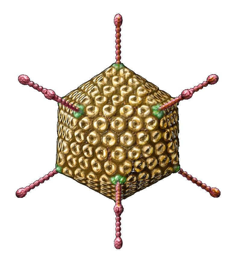 Adenovirus http://www.tulane.