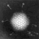 Adenovirus http://web.uct.ac.