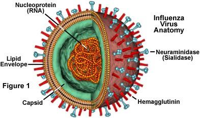 Virus chřipky A http://micro.magnet.