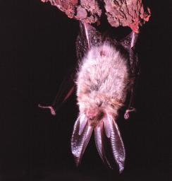 ohroïené druhy netop r BrandtÛv (Myotis brandti) netop r brvit (Myotis emarginatus) netop r dlouhouch (Plecotus austriacus) netop r pestr (Vespertilio murinus) Na tomto místû je v ak tfieba