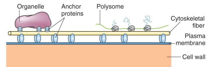 g) Cytoskelet 14 Funkce cytoskeletu: 1)