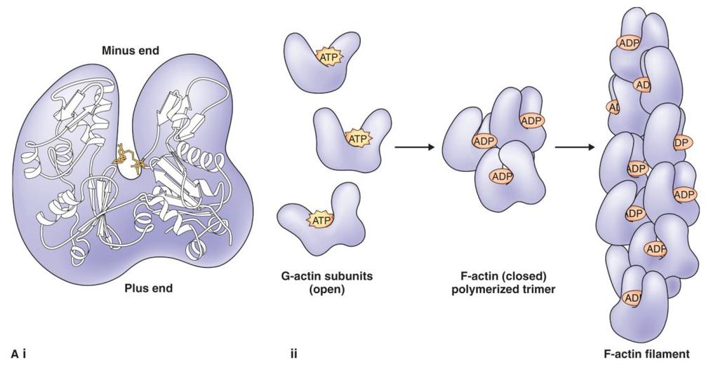 16 Aktinová filamenta (mikrofilamenta) Vytvořena z proteinu aktinu; rozpustný globulární protein (G-aktin), 375