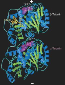 Mikrotubuly (tubulin) 17 Vytvořeny heterodimerickými podjednotkami globulárních proteinů α- a β-tubulinu.