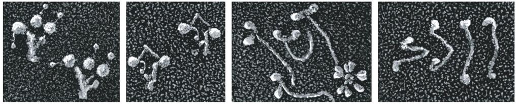 21 Přídatné proteiny interagují s aktinem a tubulinem kontrolují jejich funkci Motorické proteiny: - myosiny - dyneinsiny - kinesiny Konvertují chemickou