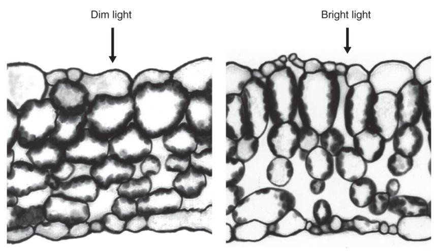 25 Mitochondrie a plastidy proudí cytoplazmou pomocí cytoplazmatické proudění