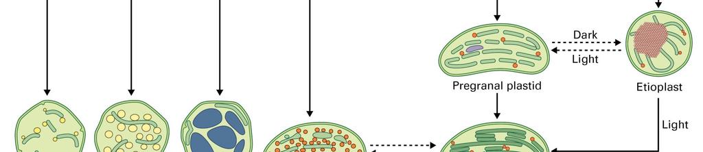 Proplastidy V meristematických