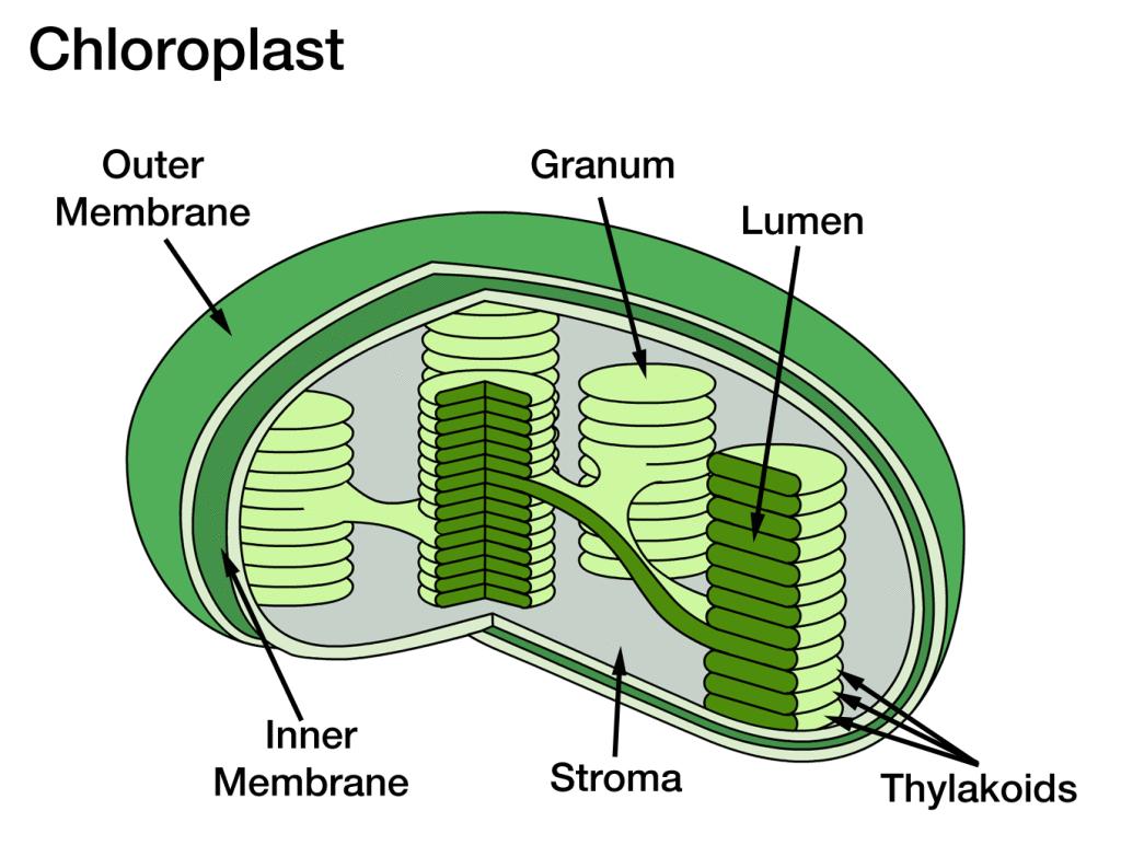 Chloroplasty 5 Místem fotosyntézy; délka 3 10 µm, tloušťka 0,5 1 µm (GT)