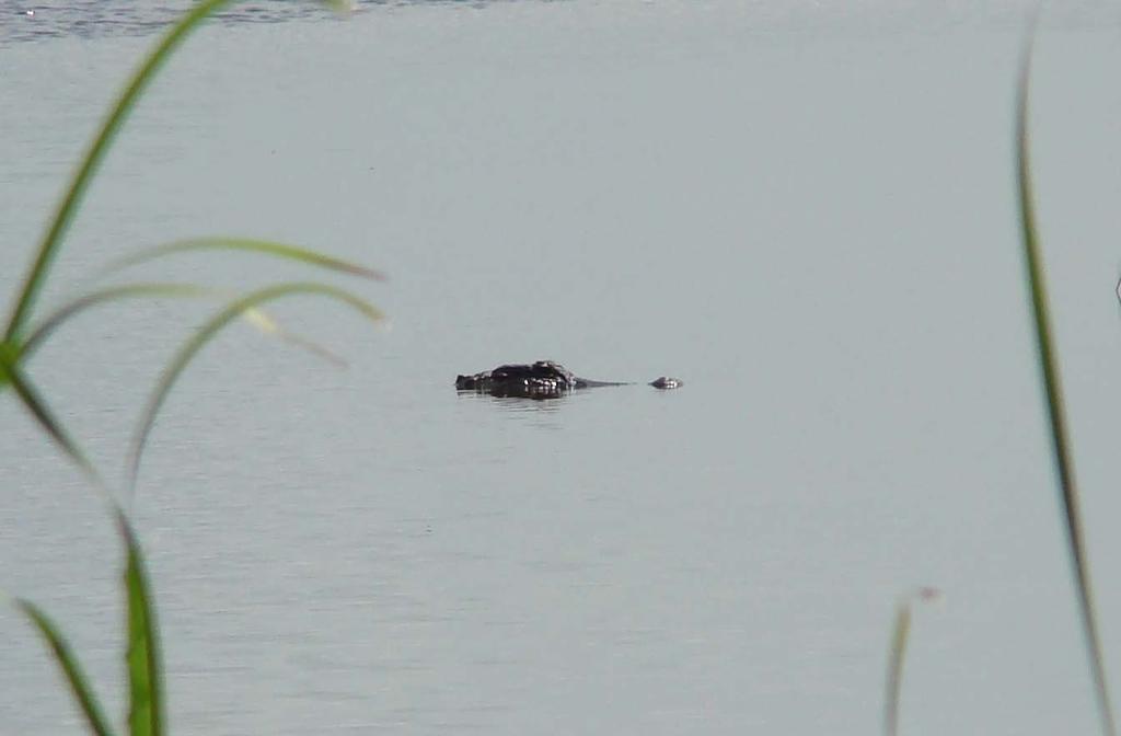 Jezero Griffin, Florida, USA v