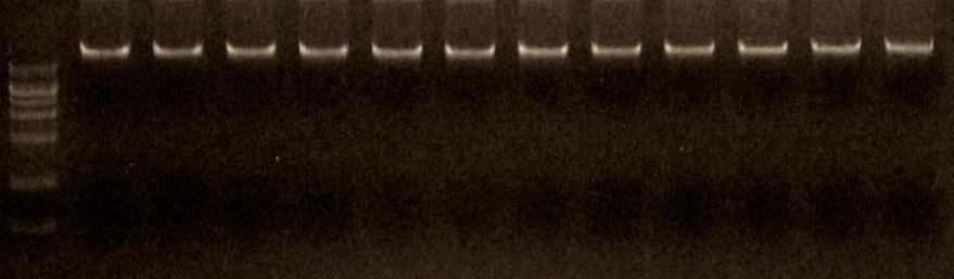 (2) Integrita DNA byla izolována v 12 duplikátech z 200 μl lidské plné krve. Eluční objem byl nastaven na 100 μl.