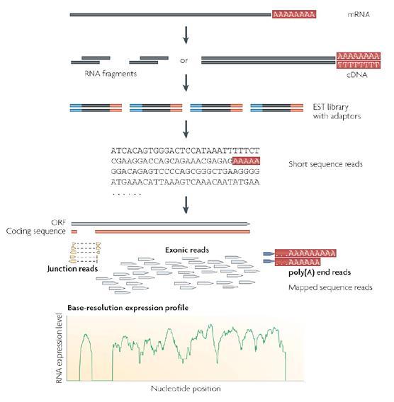 Sekvenování transkriptomu (RNA sequencing) Sekvenování cdna bez nutnosti klonování. Hluboké sekvenování umožňuje identifikovat i dosud neznámé transkripty.