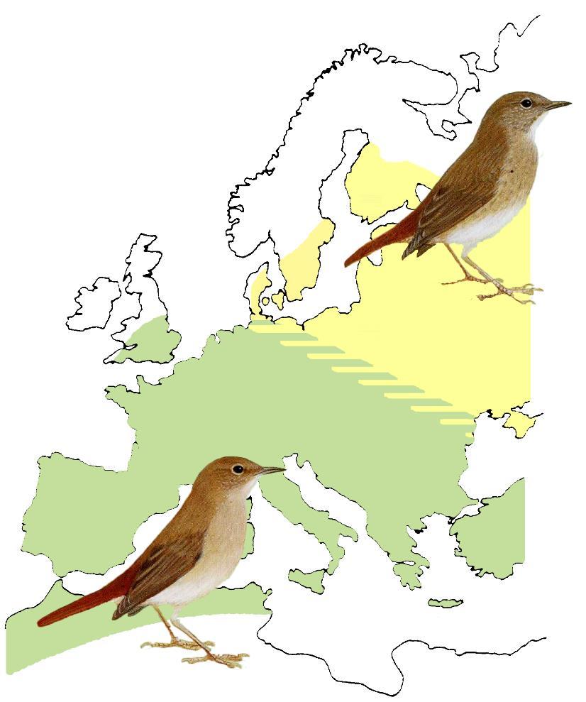 Populační a evoluční genomika Libor Mořkovský slavík tmavý slavík