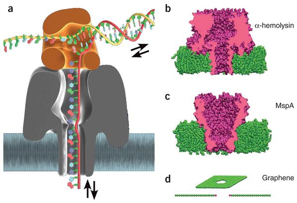 Oxford Nanopore Technologies (zajímavost) technologie nanopórů využívají velmi tenkých otvorů na molekulární