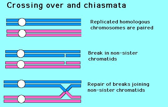 Crossing-over over v průběhu profáze I meiózy princip rekombinace genetického materiálu mezi maternálním a paternálním chromosomem