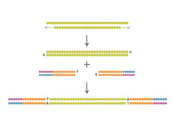 Illumina/Solexa Příprava knihovny Náhodná fragmentace DNA na krátké úseky 200 500 bp Zatupení konců a vytvoření 1 nt A-přesahu na 3 -konci (T4 DNA polymeráza, Klenow a