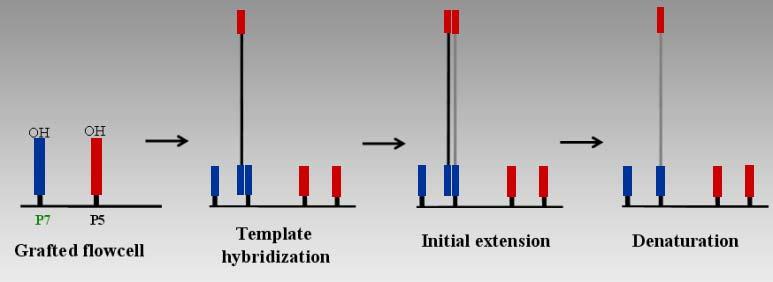 Bridge amplification: initiation