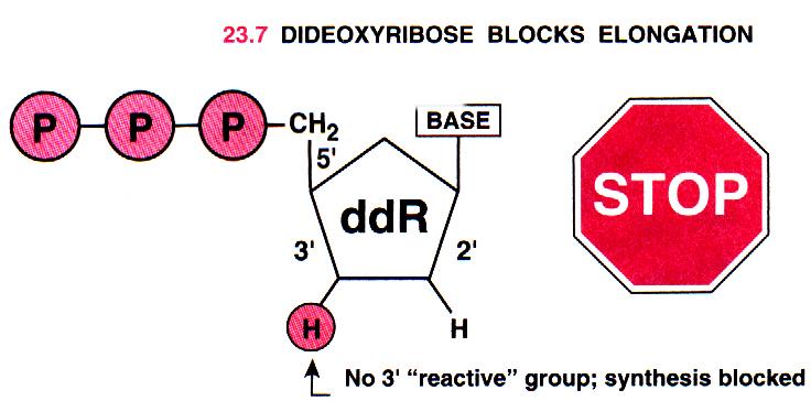 Dideoxynukleotidy