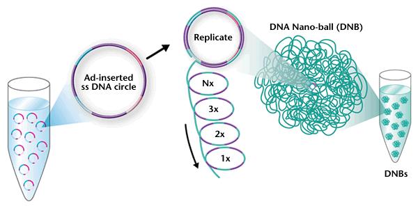 Complete Genomics zhluky DNA nanoballs
