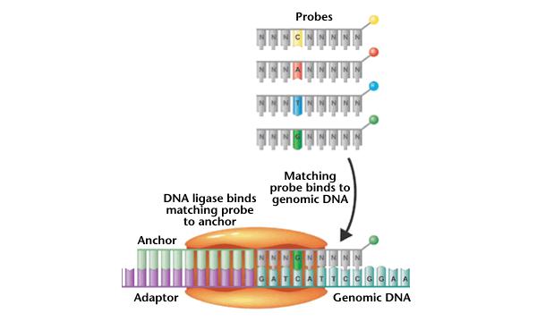 Complete Genomics cpal Probe-Anchor