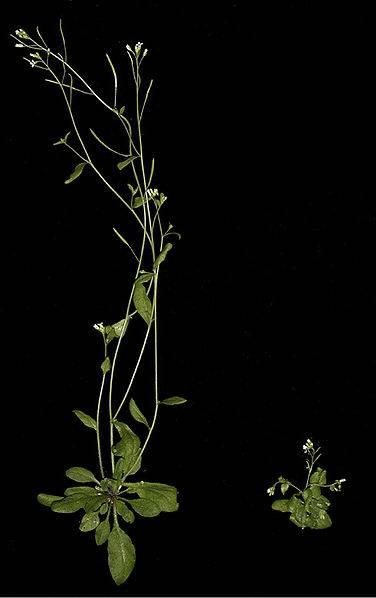 (wild-type) Mutovaná rostlina Mutovaný
