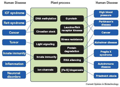 Arabidopsis 1,6 miliarda let Homo 28 Konzervované ortology Ortology: Neurologická onemocnění: Onkologická onemocnění: 71% genů