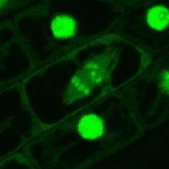38 Přehled Arabidopsis zdrojů: http://www.arabidopsis.com/main/res/resource.html The Arabidopsis Book: Online, free!! http://arabidopsisbook.