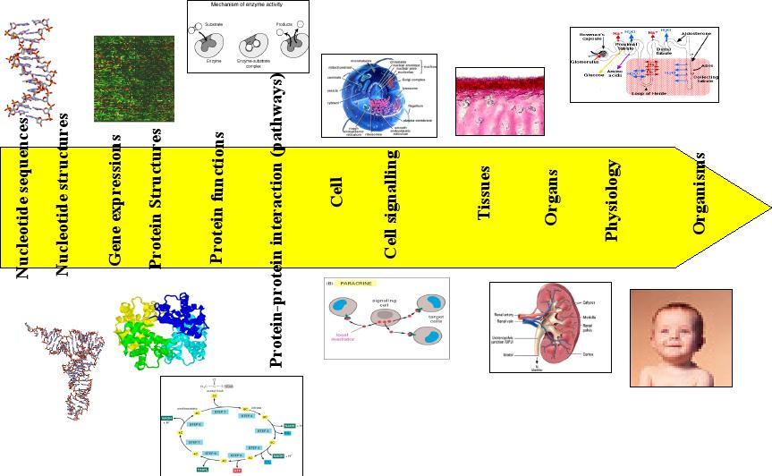 Organismus =