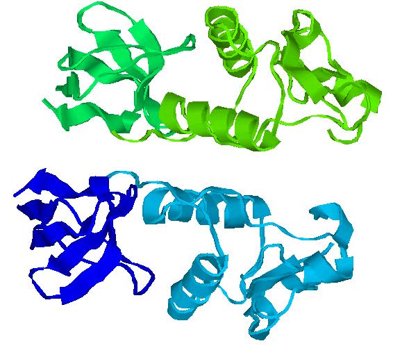 Základní molekuly organizmu ( atomy syntaxe ) protein molekula složená z aminokyselin mají složité prostorové (terciální)