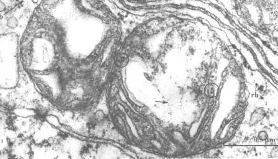 Mitochondriální DNA (mtdna) http://cellbio.utmb.edu/cellbio/mitoch2.