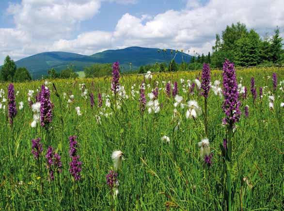 Prstnatce a suchopýry na Sluneční strání centra vybudována pohádková výstava Do Krakonošova.