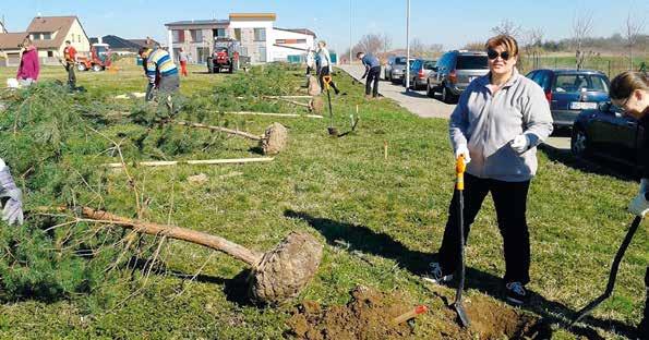 Výsadba nových stromů Na konci března v Horoměřicích přibylo 21 nových stromků.