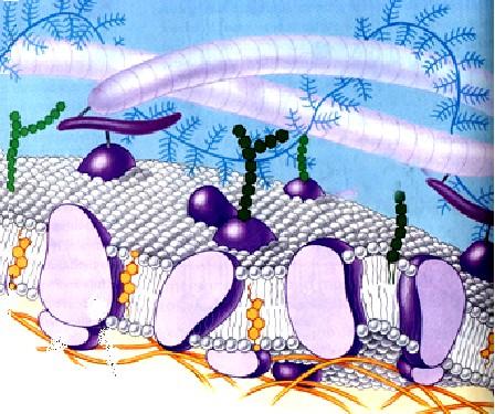 Membránové glykoproteiny proteoglykany fibronektin glykolipid