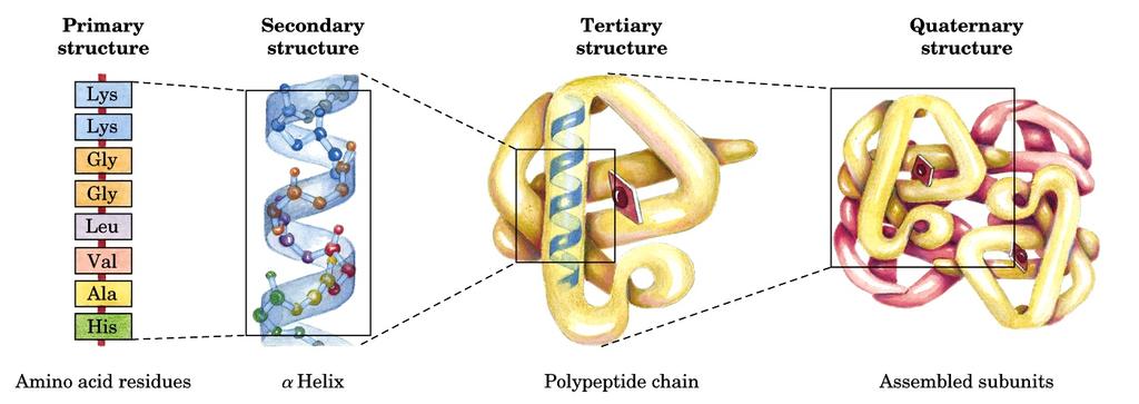 Levels of Protein Structure