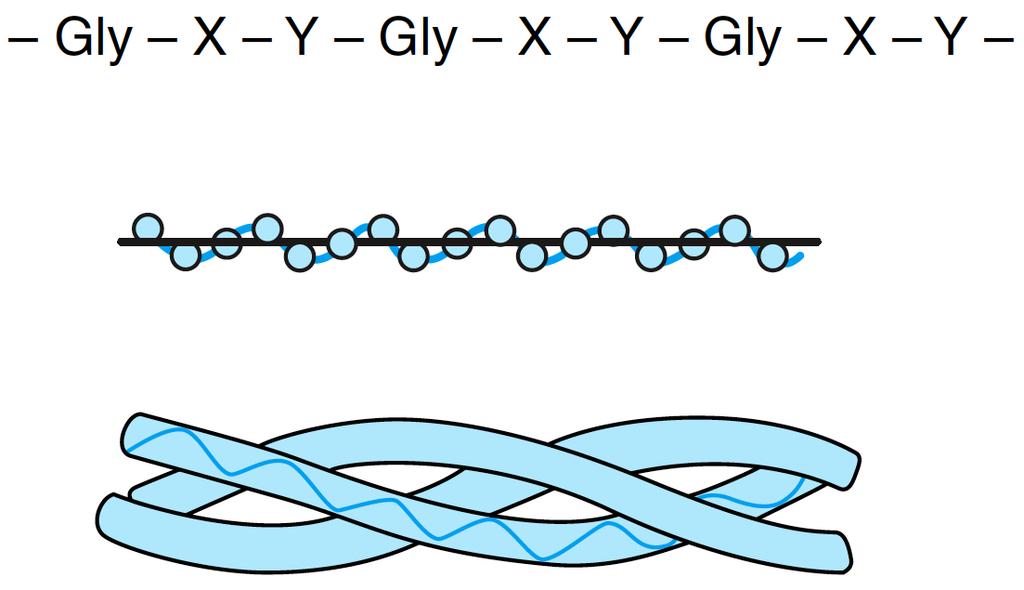 VII] Terciární struktura proteinů 1) Kolagen Primární struktura: