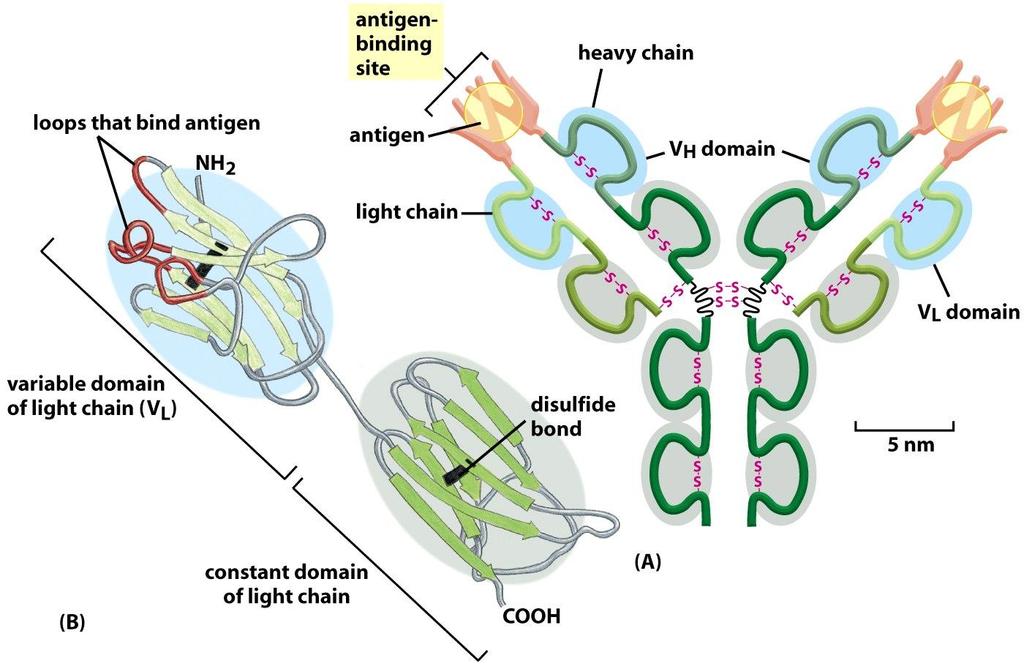 Figure 3-41 Molecular Biology of