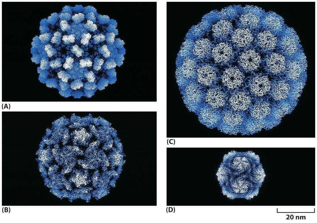 Figure 3-30 Molecular Biology of