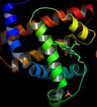 BÍLKOVINY = PROTEINY Polymery aminokyselin propojených peptidovou vazbou 20 AK 20 18 variant pro peptid složený z 20 AK!