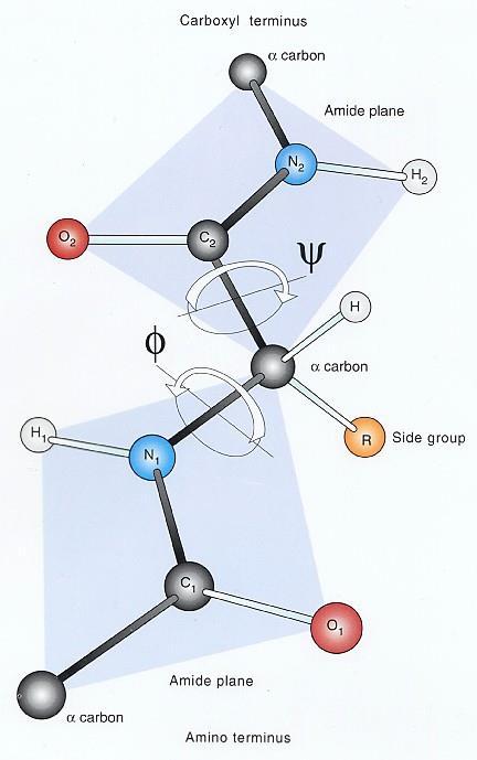 Konformace peptidového řetězce Torzní úhly Φ a Ψ Plně natažený polypeptidový