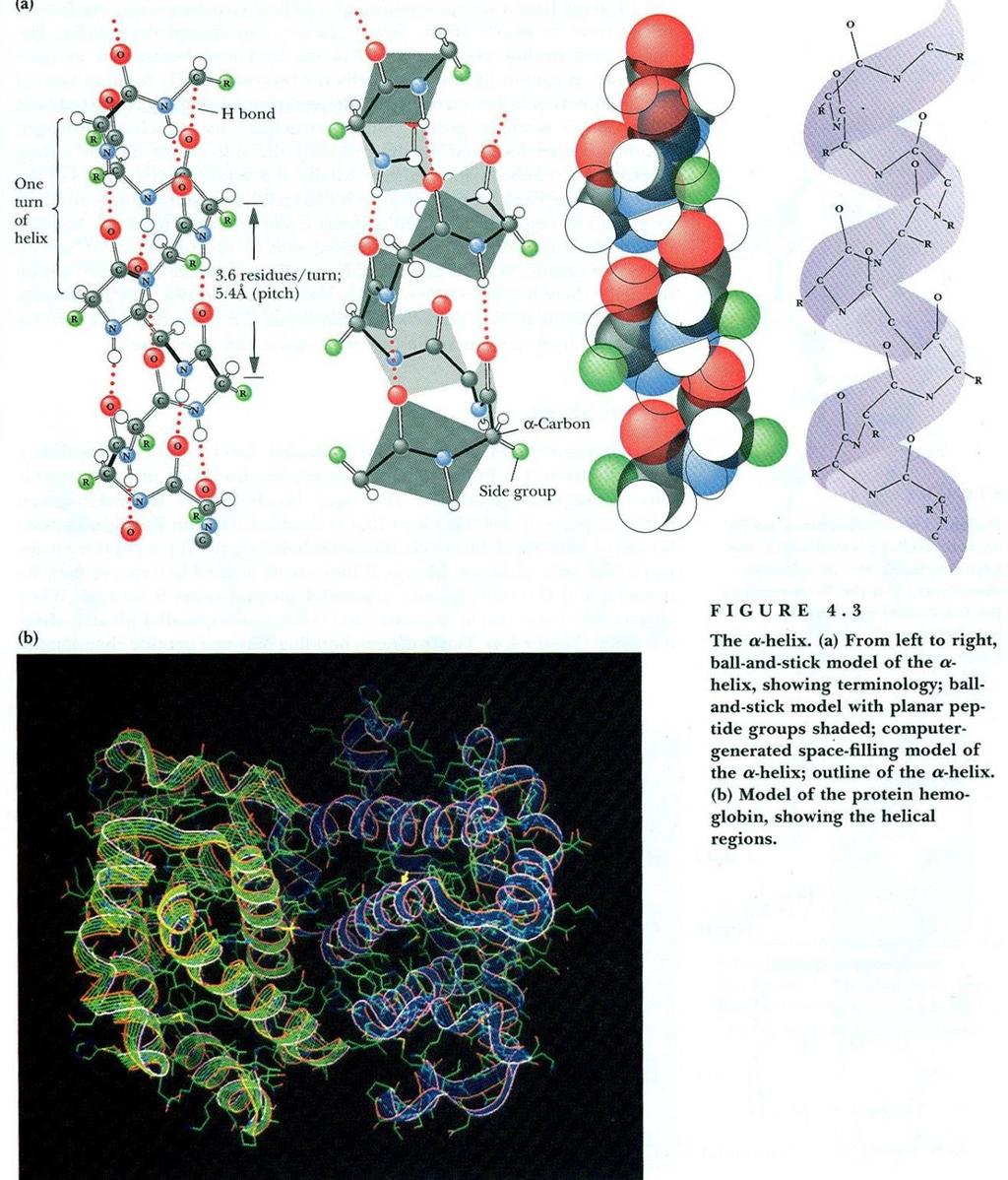 α- helix pravotočivá