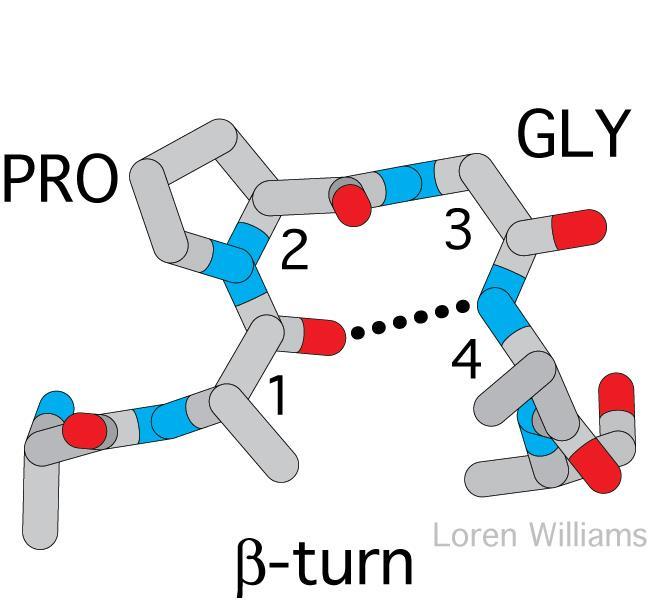 Další pravidelné struktury β-ohyby: -X-gly-pro-Y- X,Y polární