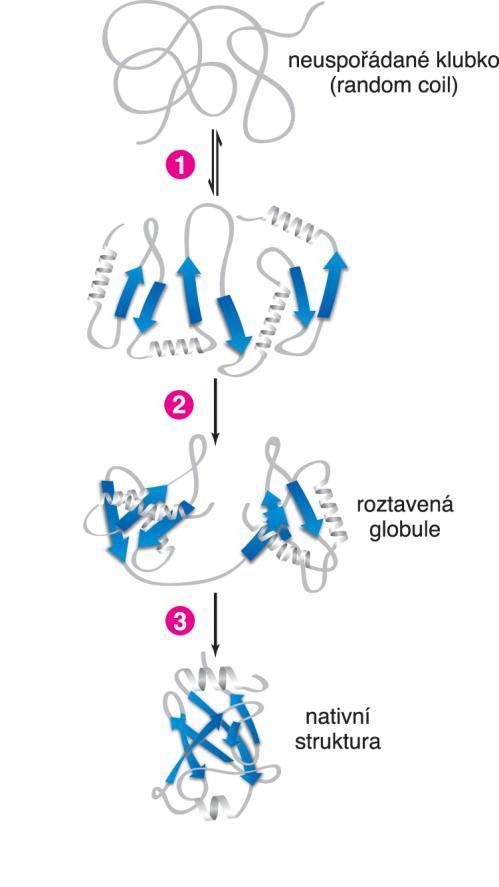 Skládání (svinování) proteinů - neprobíhá náhodným způsobem - probíhá postupně: 1. malé dočasné periodické struktury 2.