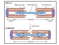 Myosin