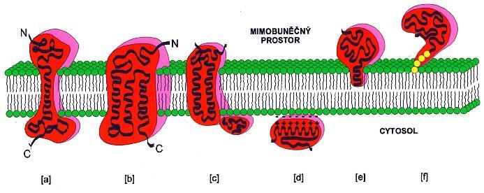 3. Rozdělení proteinů podle tvaru molekul Globulární Fibrilární Membránové Další možné způsoby dělení proteinů: Podle lokalizace nebo