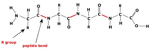 Primární struktura bílkovin pořadí aminokyselinových zbytků v peptidovém řetězci zápis: od N-konce k C-konci C α N-konec